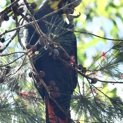 Calyptorhynchus lathami lathami (Glossy Black-Cockatoo) at Budderoo, NSW - 16 Apr 2023 by GITM1