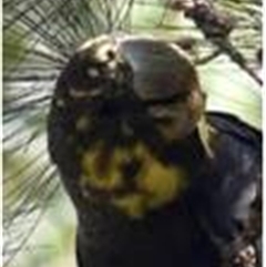 Calyptorhynchus lathami lathami at Budderoo, NSW - suppressed