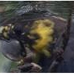 Calyptorhynchus lathami lathami at Budderoo, NSW - suppressed