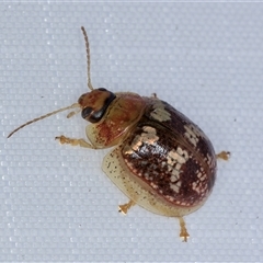 Paropsisterna sp. ("Ch11" of DeLittle 1979) (A leaf beetle) at Melba, ACT - 13 Jan 2025 by kasiaaus