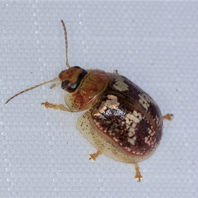 Paropsisterna sp. ("Ch11" of DeLittle 1979) (A leaf beetle) at Melba, ACT - 13 Jan 2025 by kasiaaus