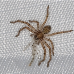 Isopeda or Isopedella sp. (genus) (Huntsman) at Melba, ACT - 13 Jan 2025 by kasiaaus