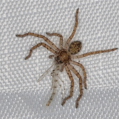 Isopeda or Isopedella sp. (genus) (Huntsman) at Melba, ACT - 13 Jan 2025 by kasiaaus