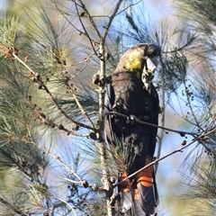 Calyptorhynchus lathami lathami (Glossy Black-Cockatoo) at Kangaroo Valley, NSW - 10 Sep 2023 by GITM1