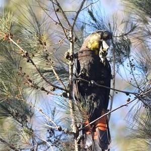 Calyptorhynchus lathami lathami at Kangaroo Valley, NSW - suppressed