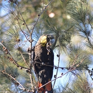 Calyptorhynchus lathami lathami at Kangaroo Valley, NSW - suppressed