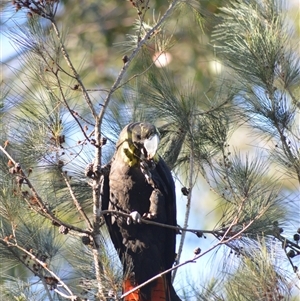 Calyptorhynchus lathami lathami at Kangaroo Valley, NSW - suppressed