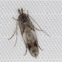 Leptozestis sp nr harmosta at Melba, ACT - 13 Jan 2025 11:21 PM
