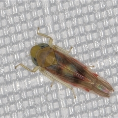 Dikraneurini (tribe) (A microleafhopper) at Melba, ACT - 13 Jan 2025 by kasiaaus