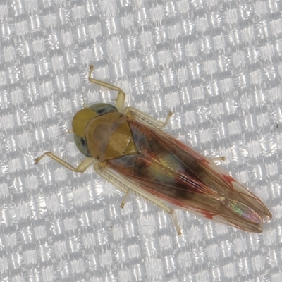 Dikraneurini (tribe) (A microleafhopper) at Melba, ACT - 13 Jan 2025 by kasiaaus