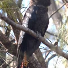 Calyptorhynchus lathami lathami (Glossy Black-Cockatoo) at Budderoo, NSW - 16 Apr 2023 by GITM1