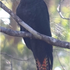 Calyptorhynchus lathami lathami at Budderoo, NSW - suppressed