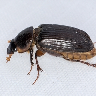 Acrossidius tasmaniae (Black-headed pasture cockchafer) at Melba, ACT - 13 Jan 2025 by kasiaaus