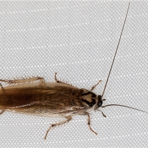 Unidentified Cockroach (Blattodea, several families) at Melba, ACT by kasiaaus