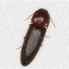 Elateridae (family) (Unidentified click beetle) at Melba, ACT - 13 Jan 2025 by kasiaaus