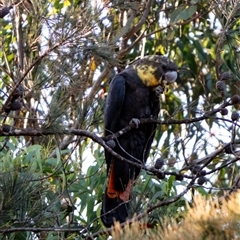 Calyptorhynchus lathami lathami (Glossy Black-Cockatoo) at Wingello, NSW - 26 Mar 2024 by Aussiegall