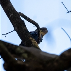 Calyptorhynchus lathami lathami at Wingello, NSW - suppressed