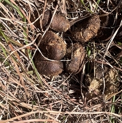 Unidentified Feral hoofed introduced mammal at Mount Fairy, NSW - 23 Sep 2024 by JaneR