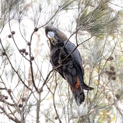 Calyptorhynchus lathami lathami (Glossy Black-Cockatoo) at Wingello, NSW - 1 Jun 2022 by GITM1