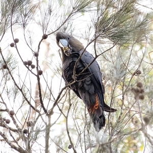 Calyptorhynchus lathami lathami at Wingello, NSW - suppressed