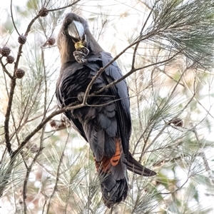 Calyptorhynchus lathami lathami at Wingello, NSW - suppressed