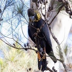 Calyptorhynchus lathami lathami at Penrose, NSW - suppressed