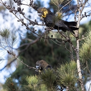 Calyptorhynchus lathami lathami at Penrose, NSW - suppressed