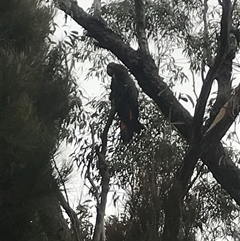 Calyptorhynchus lathami lathami (Glossy Black-Cockatoo) at Bundanoon, NSW - 25 Aug 2021 by GITM1