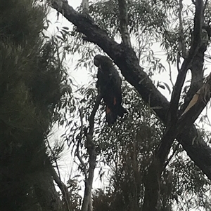 Calyptorhynchus lathami lathami (Glossy Black-Cockatoo) at Bundanoon, NSW by GITM1