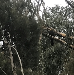 Calyptorhynchus lathami lathami at Bundanoon, NSW - suppressed