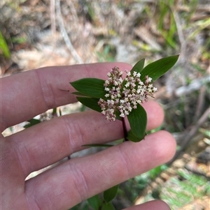 Platysace lanceolata (Shrubby Platysace) at Jervis Bay Village, JBT by Maxxy167