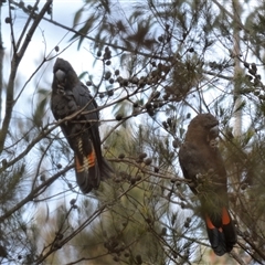 Calyptorhynchus lathami lathami (Glossy Black-Cockatoo) at Wingello, NSW - 3 Dec 2018 by GITM1