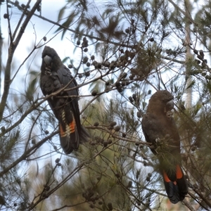 Calyptorhynchus lathami lathami (Glossy Black-Cockatoo) at Wingello, NSW by GITM1