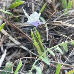 Kickxia elatine subsp. crinita (Twining Toadflax) at Mount Fairy, NSW - 17 Jan 2025 by JaneR