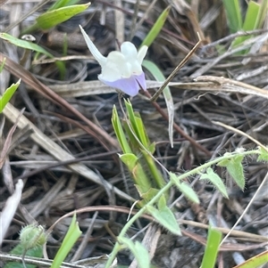 Kickxia elatine subsp. crinita at Mount Fairy, NSW by JaneR