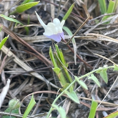 Kickxia elatine subsp. crinita (Twining Toadflax) at Mount Fairy, NSW - 17 Jan 2025 by JaneR