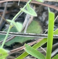 Kickxia elatine subsp. crinita at Mount Fairy, NSW - 17 Jan 2025