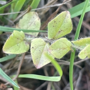 Kickxia elatine subsp. crinita at Mount Fairy, NSW - 17 Jan 2025