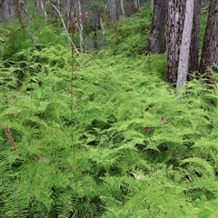 Gleichenia dicarpa (Wiry Coral Fern) at Narrawallee, NSW - 17 Jan 2025 by Clarel