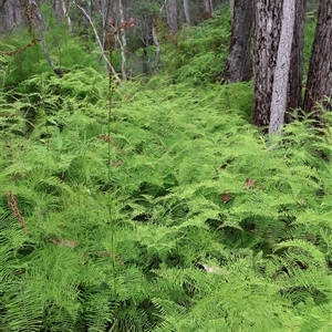 Gleichenia dicarpa (Wiry Coral Fern) at Narrawallee, NSW by Clarel