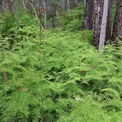 Gleichenia dicarpa (Wiry Coral Fern) at Narrawallee, NSW - 17 Jan 2025 by Clarel