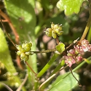 Hydrocotyle sibthorpioides at Mount Fairy, NSW by JaneR