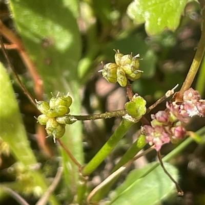 Hydrocotyle sibthorpioides (A Pennywort) at Mount Fairy, NSW - 17 Jan 2025 by JaneR