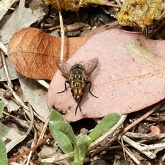 Tachinidae (family) (Unidentified Bristle fly) at Aranda, ACT - 18 Jan 2025 by KMcCue