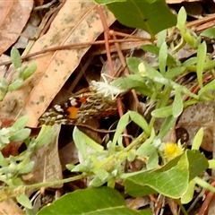 Vanessa kershawi (Australian Painted Lady) at Aranda, ACT - 18 Jan 2025 by KMcCue