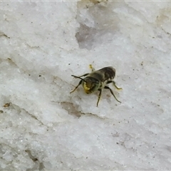 Megachile (Eutricharaea) serricauda (Leafcutter bee, Megachilid bee) at Aranda, ACT - 18 Jan 2025 by KMcCue