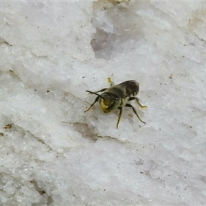 Unidentified Bee (Hymenoptera, Apiformes) at Aranda, ACT by KMcCue