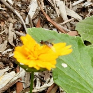 Unidentified Hover fly (Syrphidae) at Aranda, ACT by KMcCue