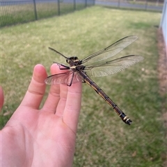 Petalura gigantea (Giant Dragonfly, South-Eastern Petaltail) at Erowal Bay, NSW - 22 Nov 2024 by Maxxy167