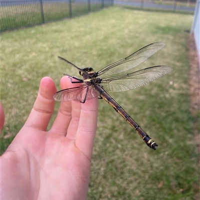 Petalura gigantea (Giant Dragonfly, South-Eastern Petaltail) at Erowal Bay, NSW - 22 Nov 2024 by Maxxy167